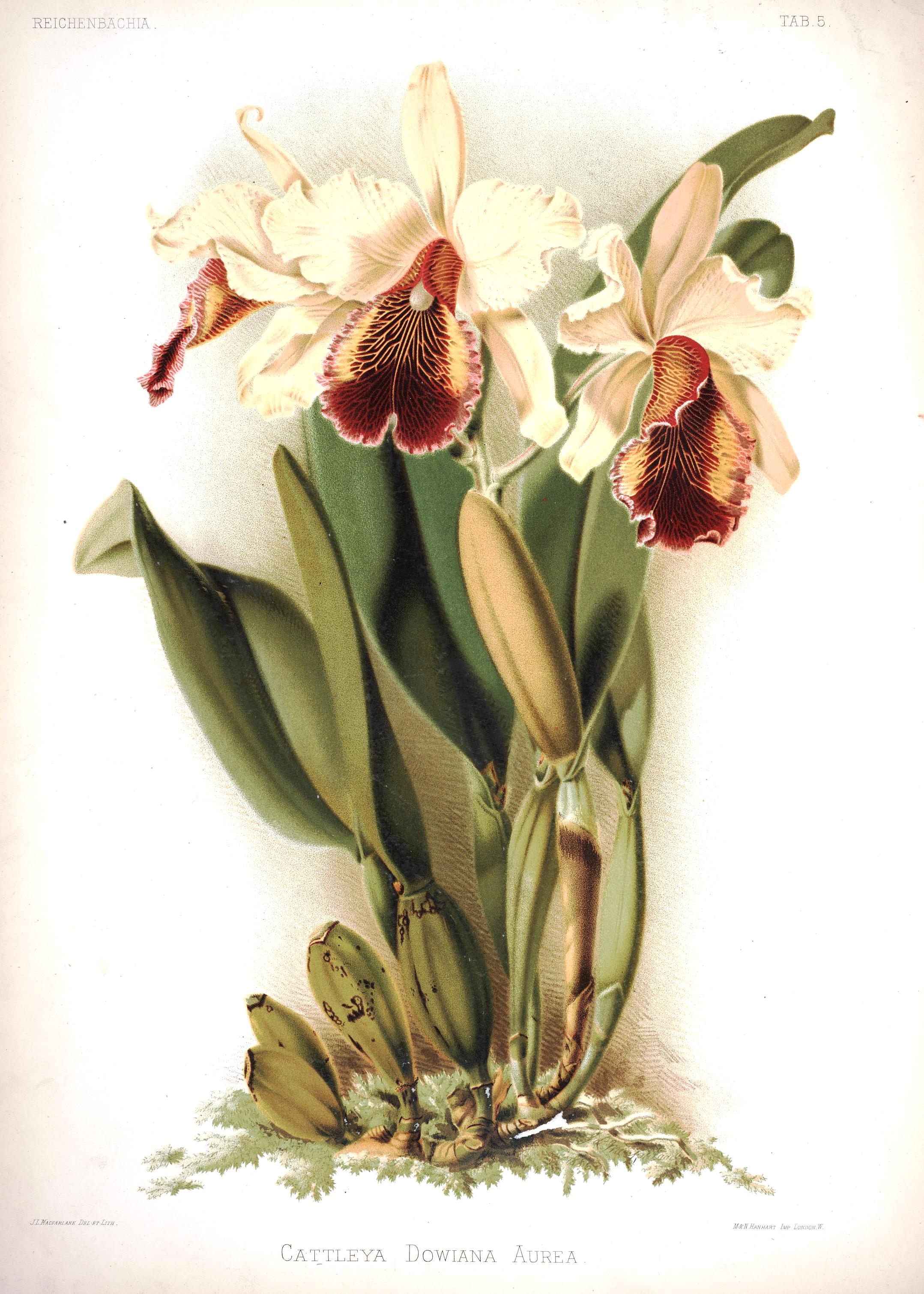 aurea reichenbachia